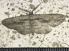 Iridopsis obliquaria