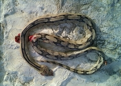 Bogertophis subocularis subocularis