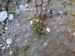 Juncus triglumis
