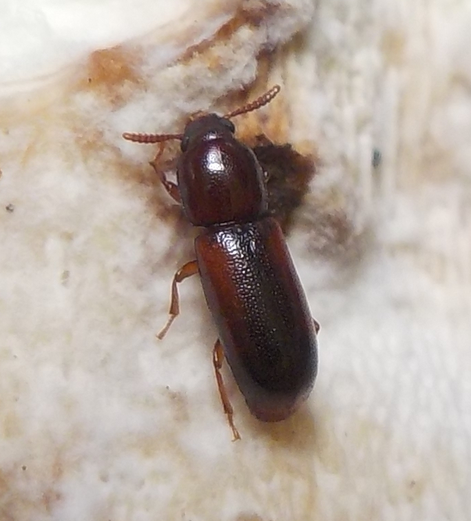 Corticeus suturalis