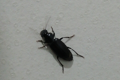 Laemostenus complanatus