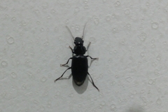 Laemostenus complanatus