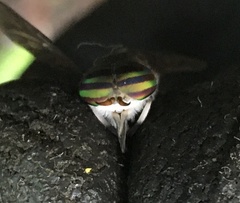 Tabanus albocirculus