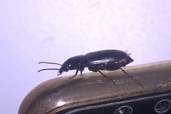 Laemostenus complanatus
