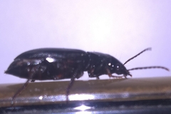 Laemostenus complanatus