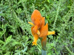 Dichromanthus aurantiacus