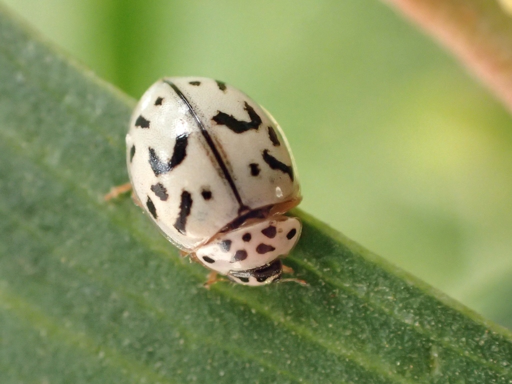 Oenopia doublieri