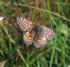 Boloria napaea