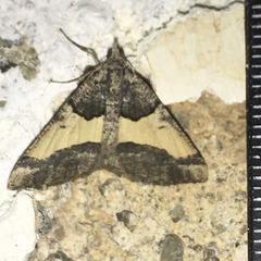 Frederickia hypaethrata