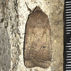 Abagrotis orbis