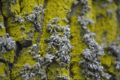 Ramalina baltica