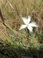 Dianthus lumnitzeri