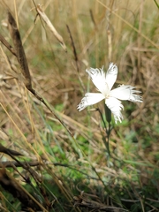 Dianthus lumnitzeri