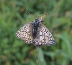 Boloria napaea
