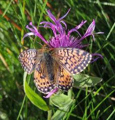 Boloria napaea