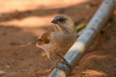 Passer griseus ugandae