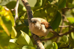 Passer griseus ugandae