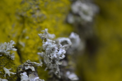 Ramalina baltica