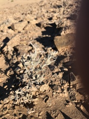 Heliotropium tubulosum