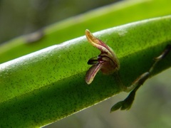 Stelis retusa
