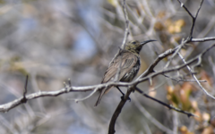 Cinnyris mariquensis