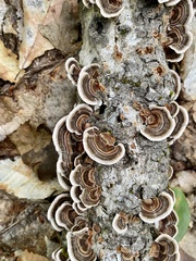 Trametes versicolor image
