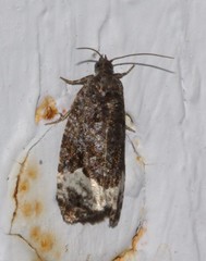 Apotomis capreana