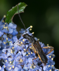 Callimoxys fuscipennis