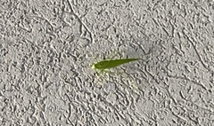 Microcentrum rhombifolium