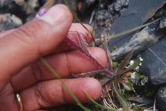 Erigeron eriocephalus