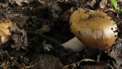 Russula