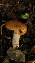 Russula