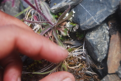 Erigeron eriocephalus