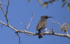 Cinnyris mariquensis