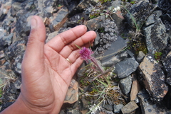 Erigeron eriocephalus
