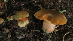 Suillellus luridus