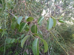 Cryptostegia grandiflora