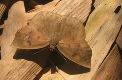 Tagiades japetus
