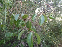 Cryptostegia grandiflora