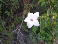 Cryptostegia grandiflora