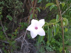 Cryptostegia grandiflora