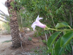 Cryptostegia grandiflora