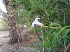 Cryptostegia grandiflora