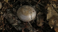Agaricales