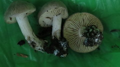 Agaricales