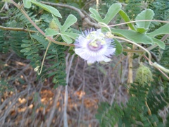 Passiflora pentaschista