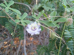 Passiflora pentaschista