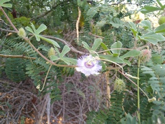 Passiflora pentaschista