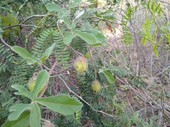 Passiflora pentaschista