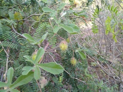 Passiflora pentaschista